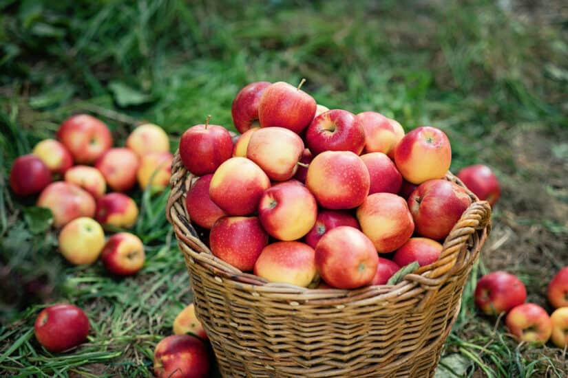 Best places to go apple picking Portland