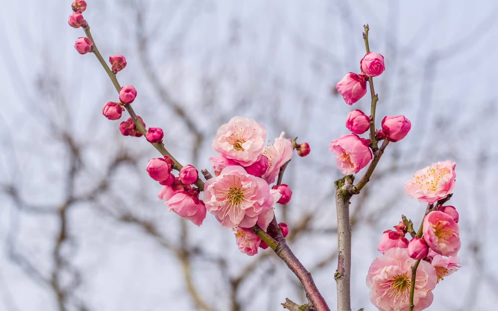Chinese plum tree Blossom Portland Oregon