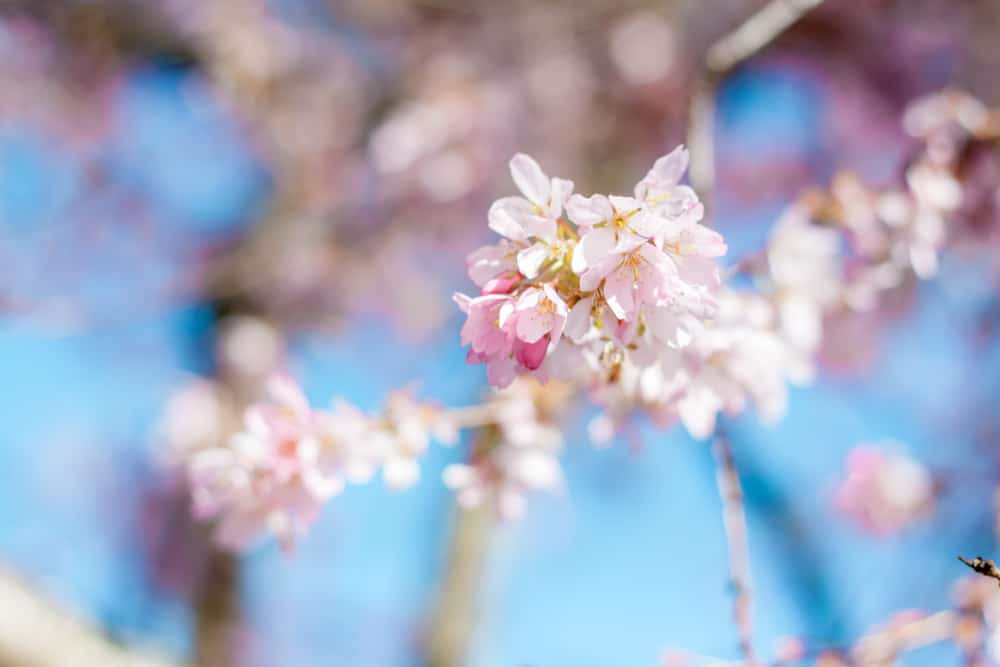 Laurelhurst Park Blossom Portland