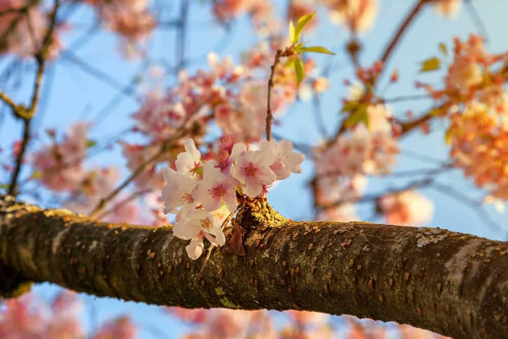 Portland Blossom Washington Park