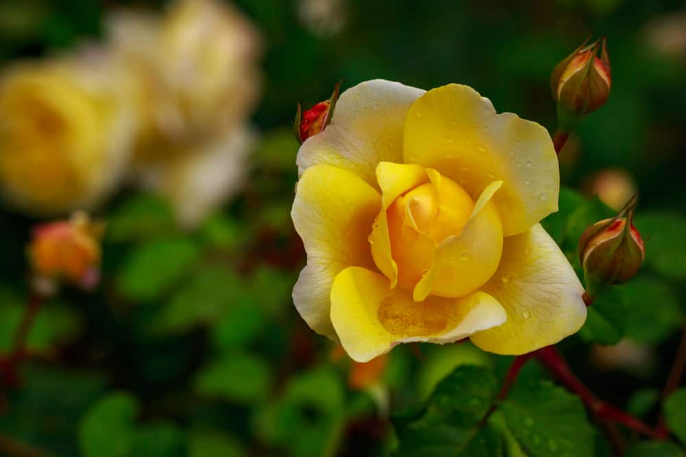 Roses in Washington Park Portland