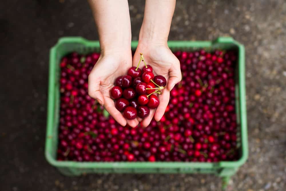 Top 15 Places To Go Fruit Picking in or Near Portland