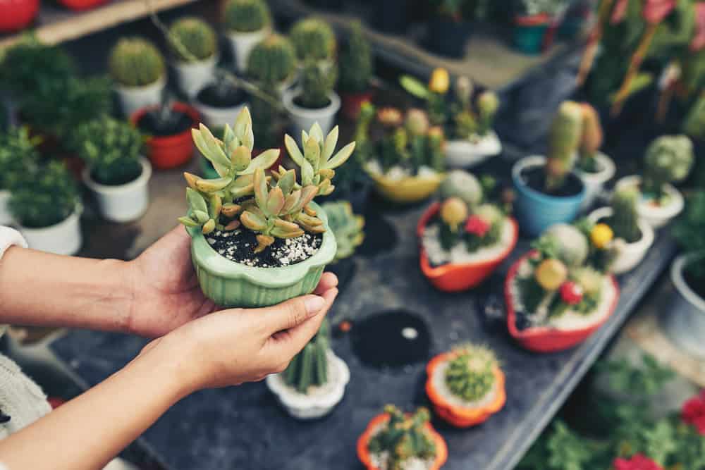 Top 15 Best Places to Buy Plants in Portland