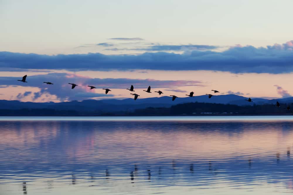 Top 14 Places for Birds and Wildlife in or near Portland