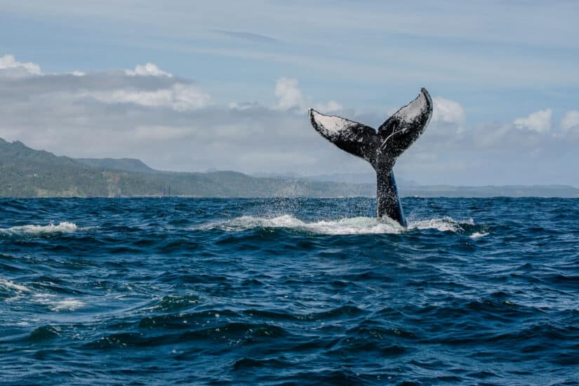 A Guide to Whale Watching along the Oregon Coast