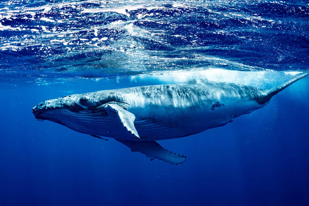 Blue whale Oregon