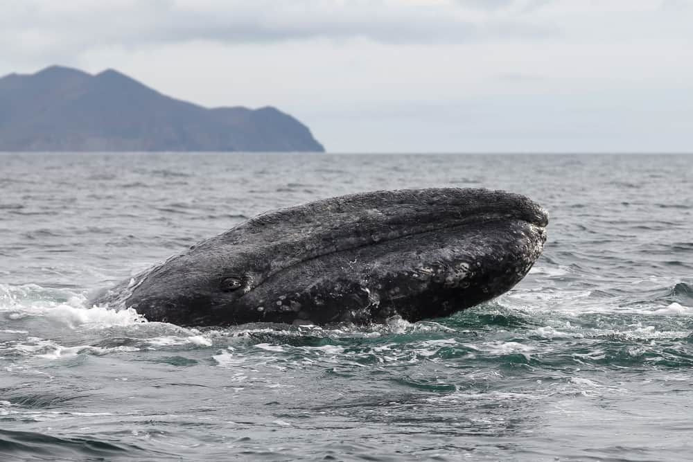Grey Whale Oregon
