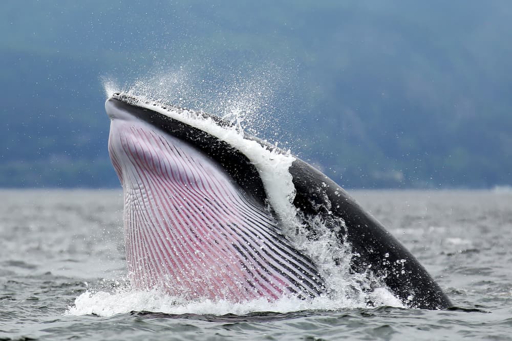 Minke whale Oregon