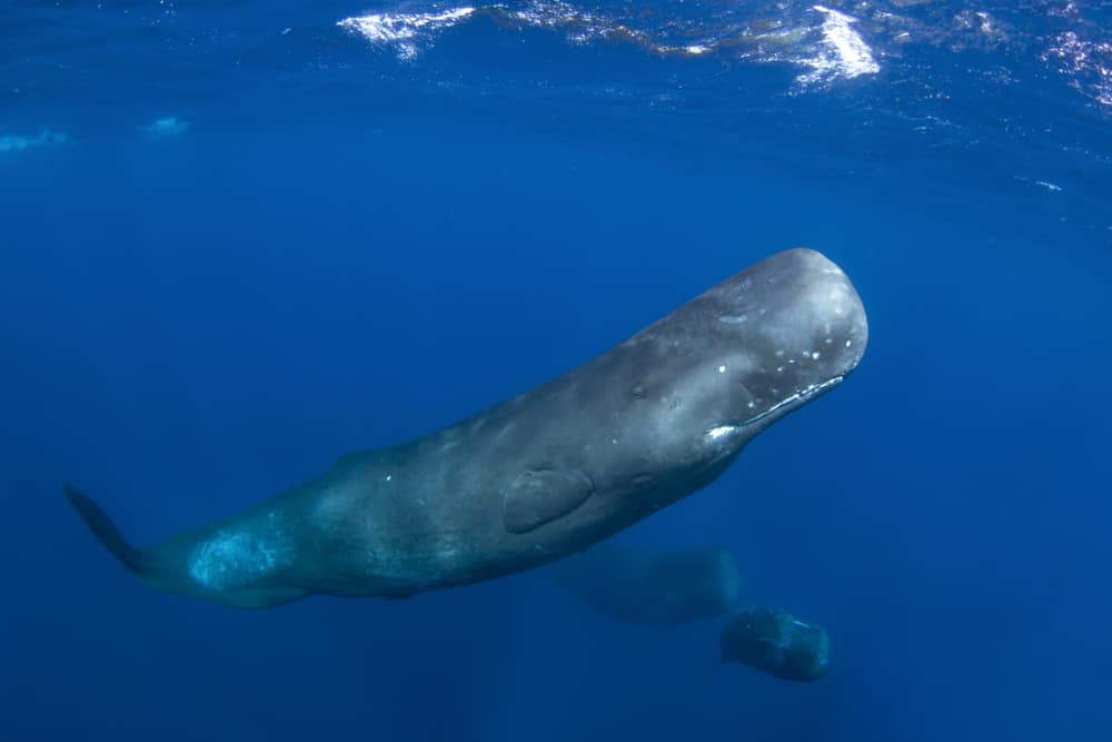 Sperm Whale Oregon