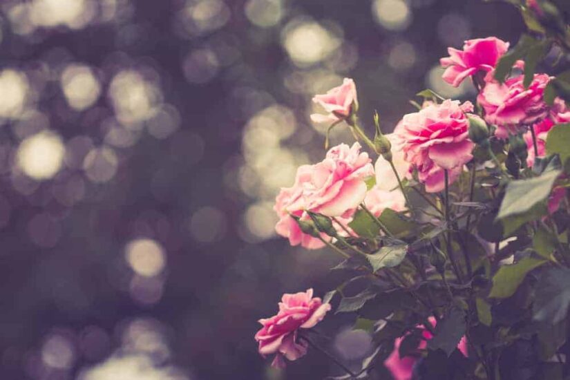 A Guide to Portland International Rose Test Garden
