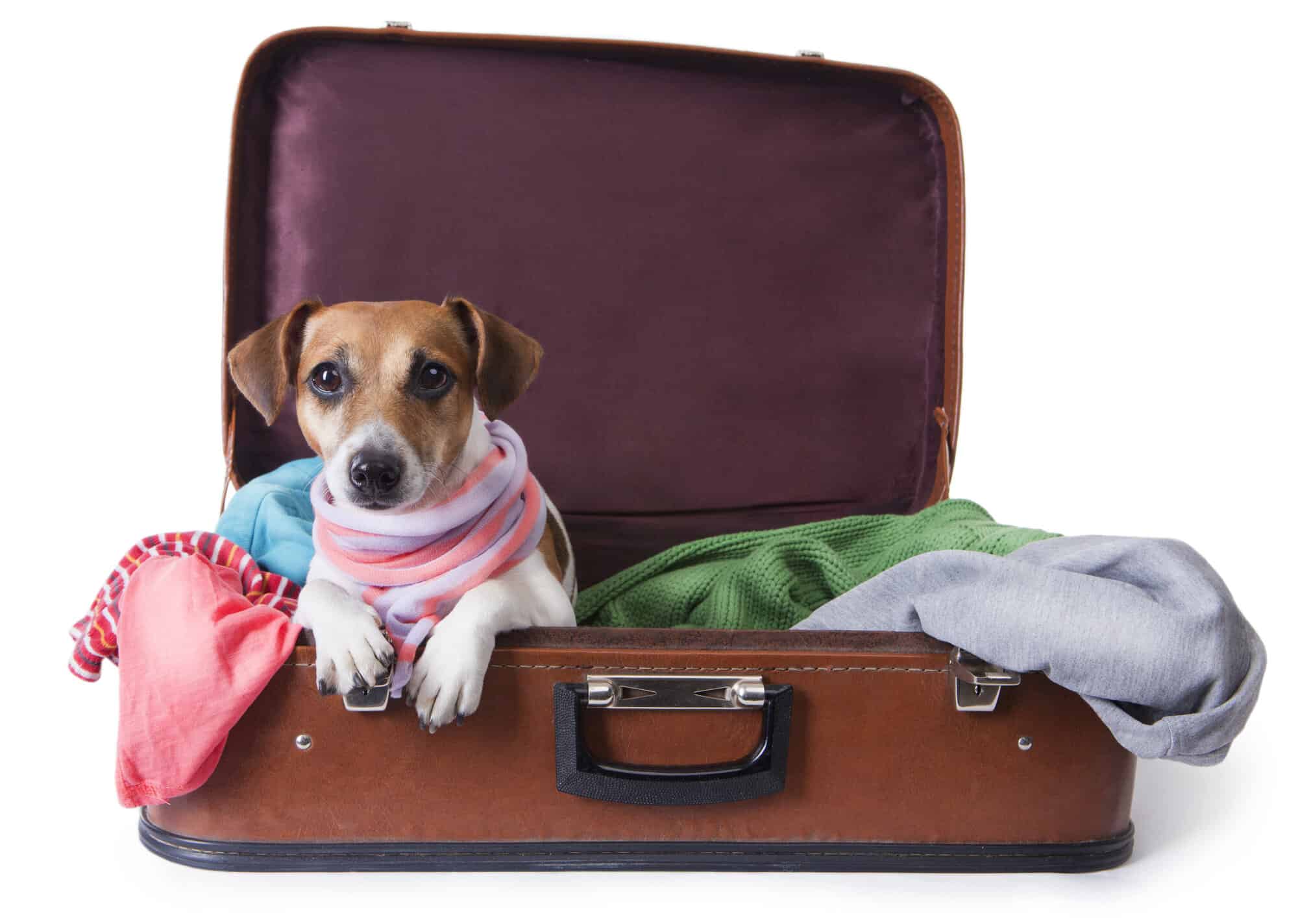 A small dog sitting in a brown leather suitcase alongside clothes.