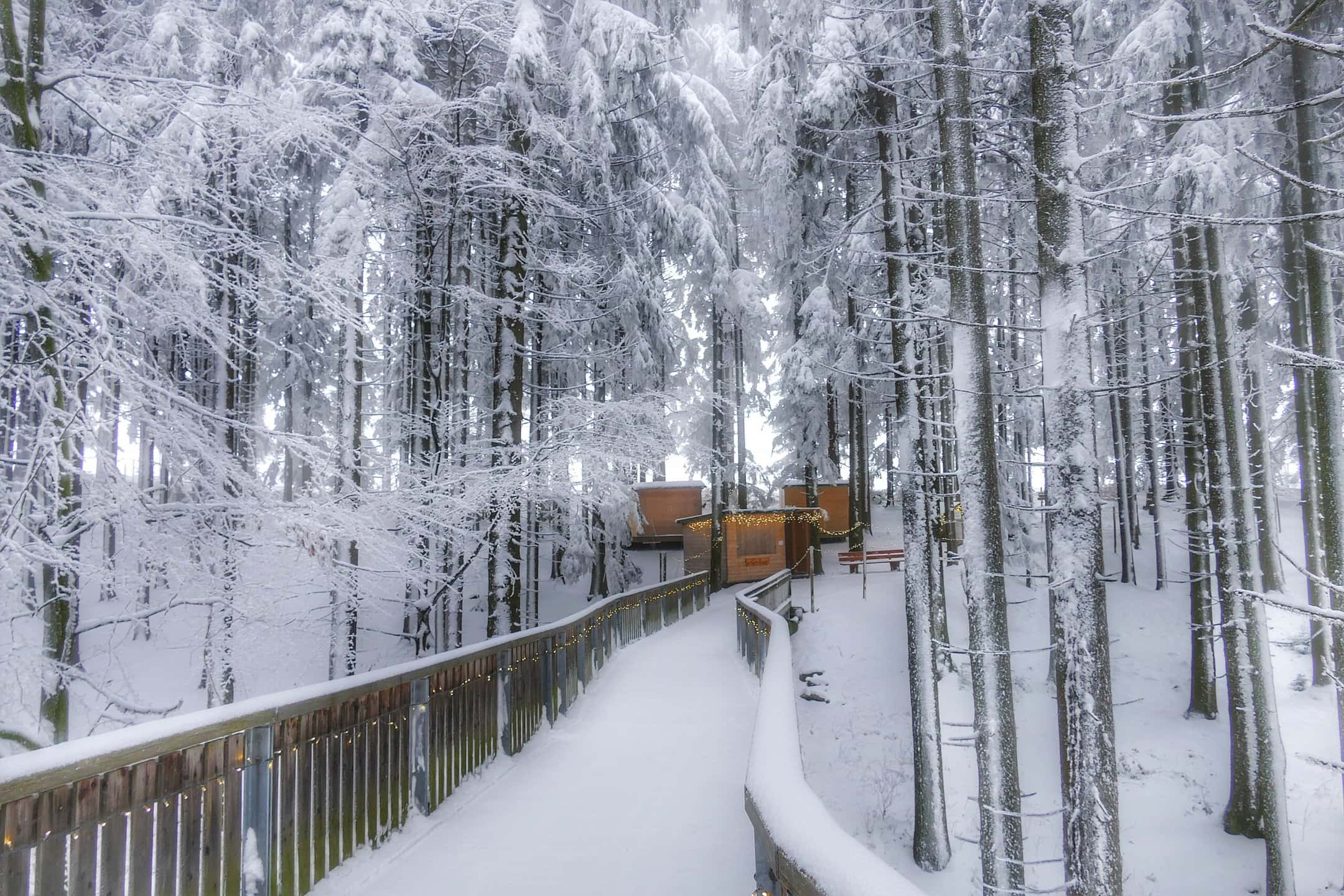 Bavarian Forest Winter