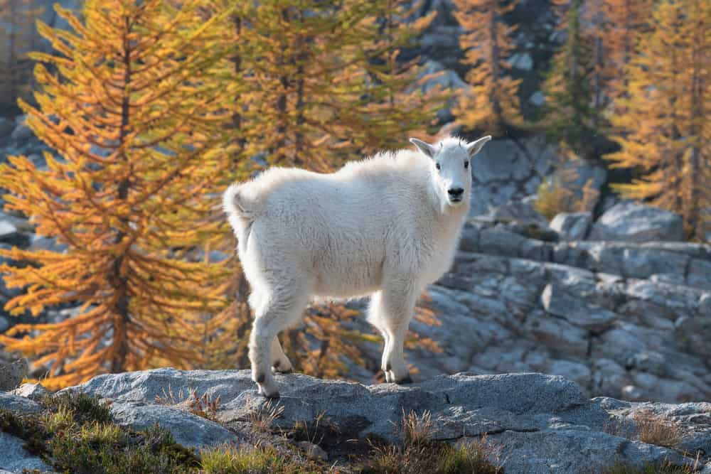 North Cascades National Park Mountain Goat